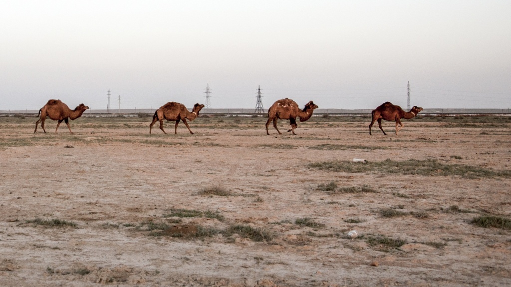 Верблюды Устюрта.jpg